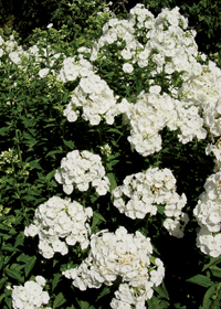 Phlox paniculata 'Ice Cap'